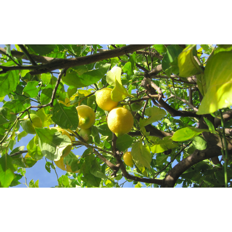 SUGO DI POMODORO MEDITERRANEO? LA SALSA MARATEA