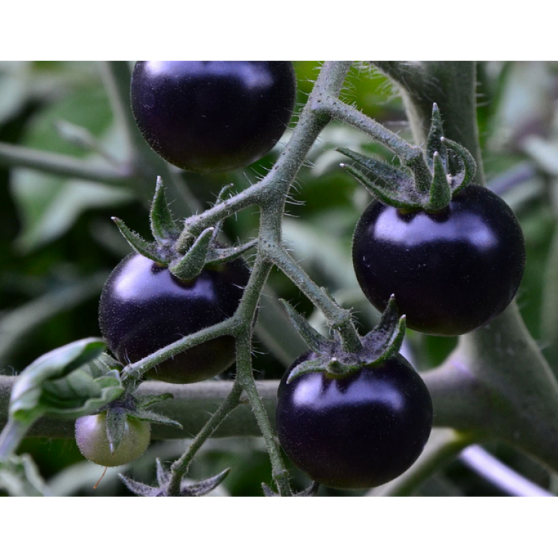 POMODORO VIOLA, PARLIAMONE